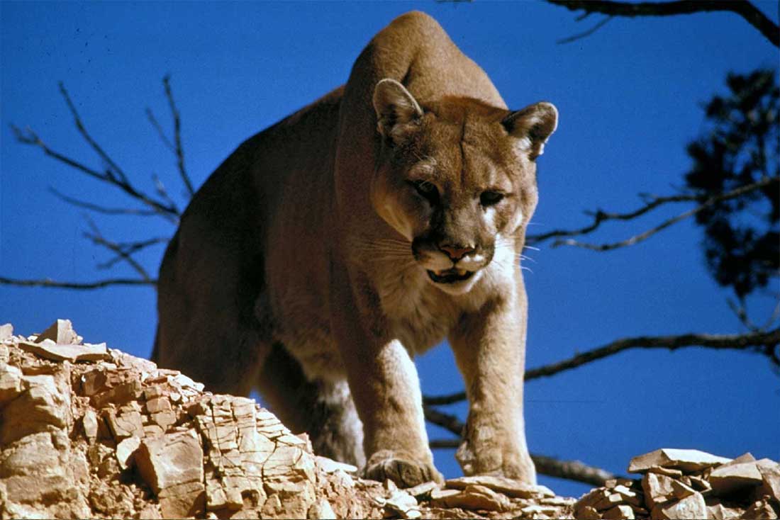 A wild Puma at Torres del Paine Park - W-Trek